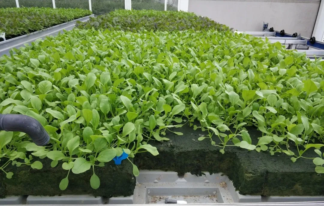 1640056269718694.png 1640056269718694.png